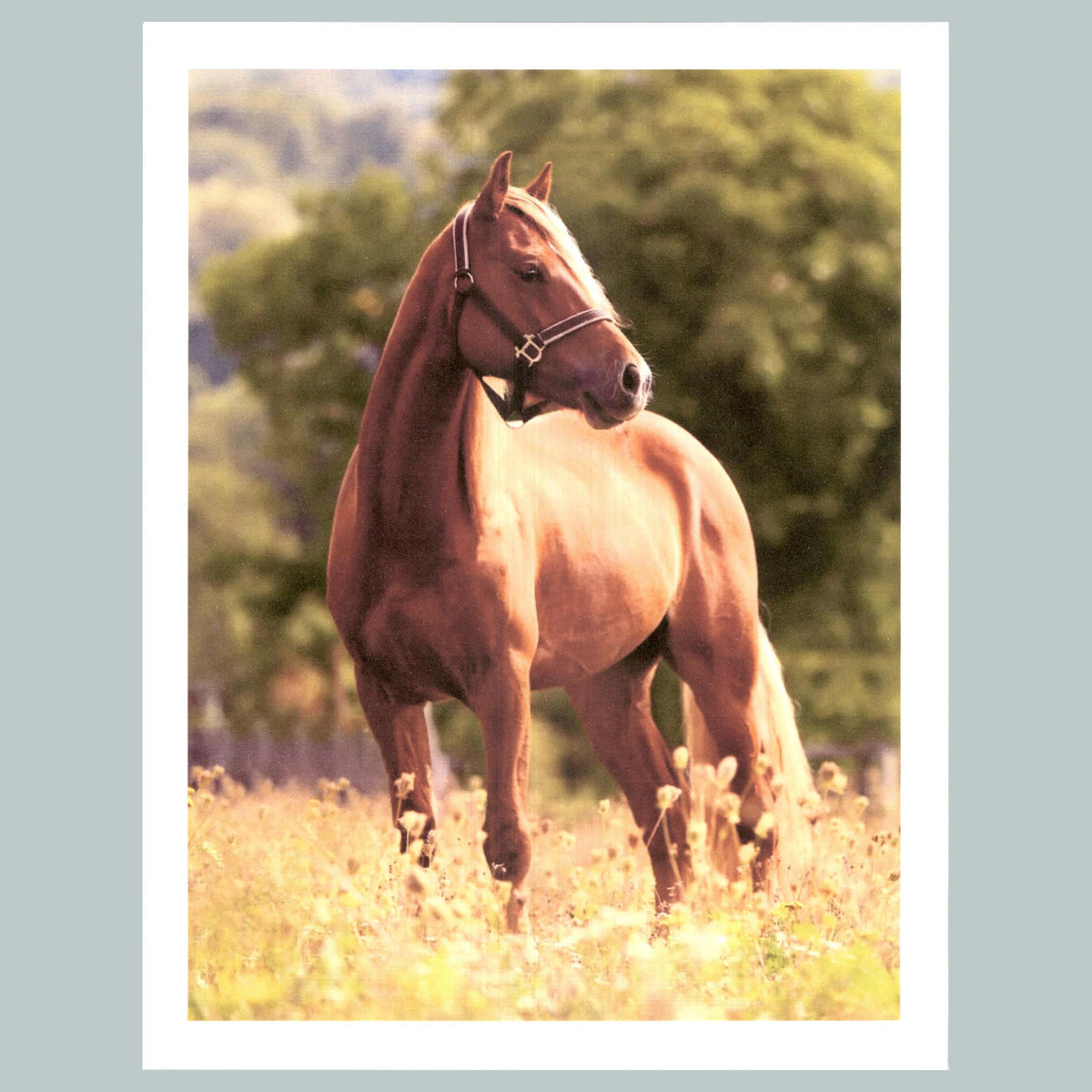 0204 P -8X10 Horse I See You Over There Glossy Photo Fast-Secure Shipping MS