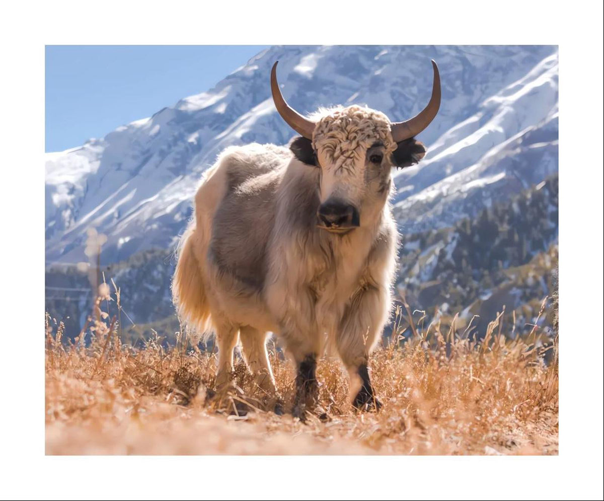 0880 8x10 Glossy Photo Yak in the Wild - Fast-Secure Shipping MS