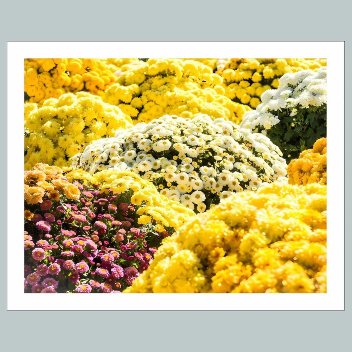 1007 P-8X10 Flowers - Chrysanthemums 8x10 Glossy Photo - Fast-Secure Shipping MS