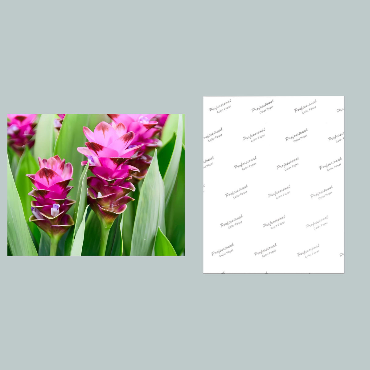 1081 P-8X10 Flowers - Summer-Tulip 8x10 Glossy Photo - Fast-Secure Shipping MS