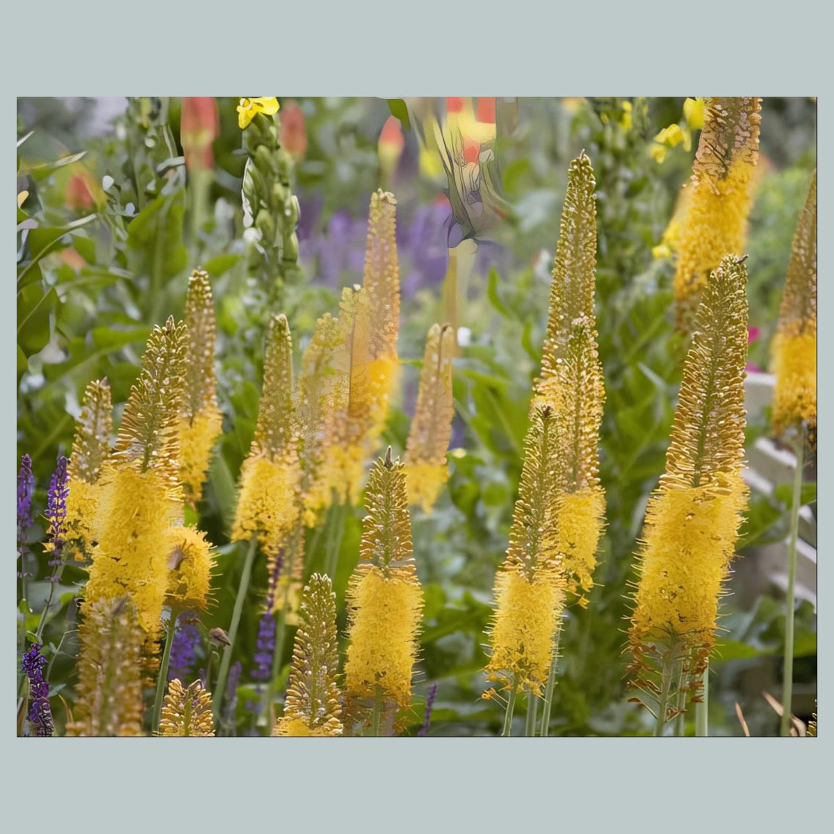 1093 P-8X10 Flowers - Foxtail Lily 8x10 Glossy Photo - Fast-Secure Shipping MS
