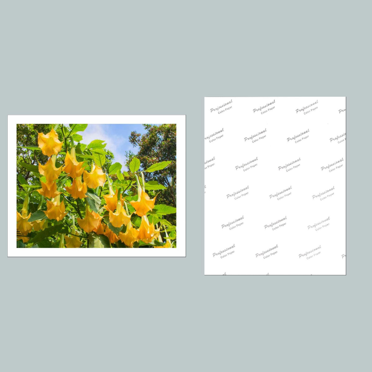 1003 P-8X10 Flowers - Angel's Trumpets 8x10 Glossy Photo - Fast-Secure Shipping
