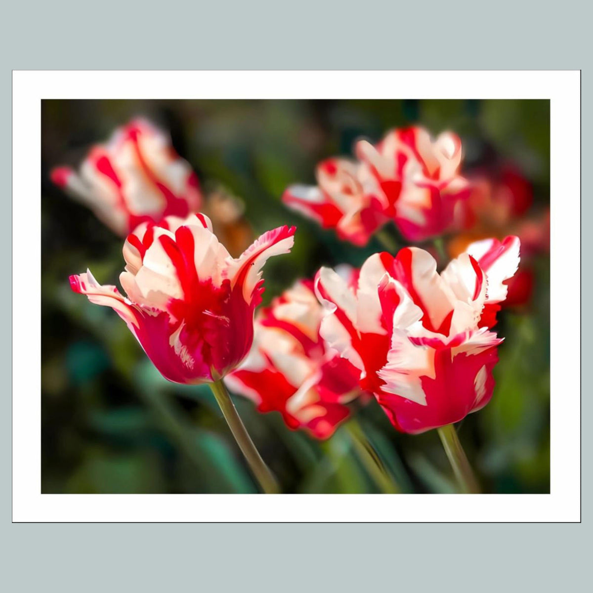 1005 P-8X10 Flowers - Parrot Tulips 8x10 Glossy Photo - Fast-Secure Shipping MS