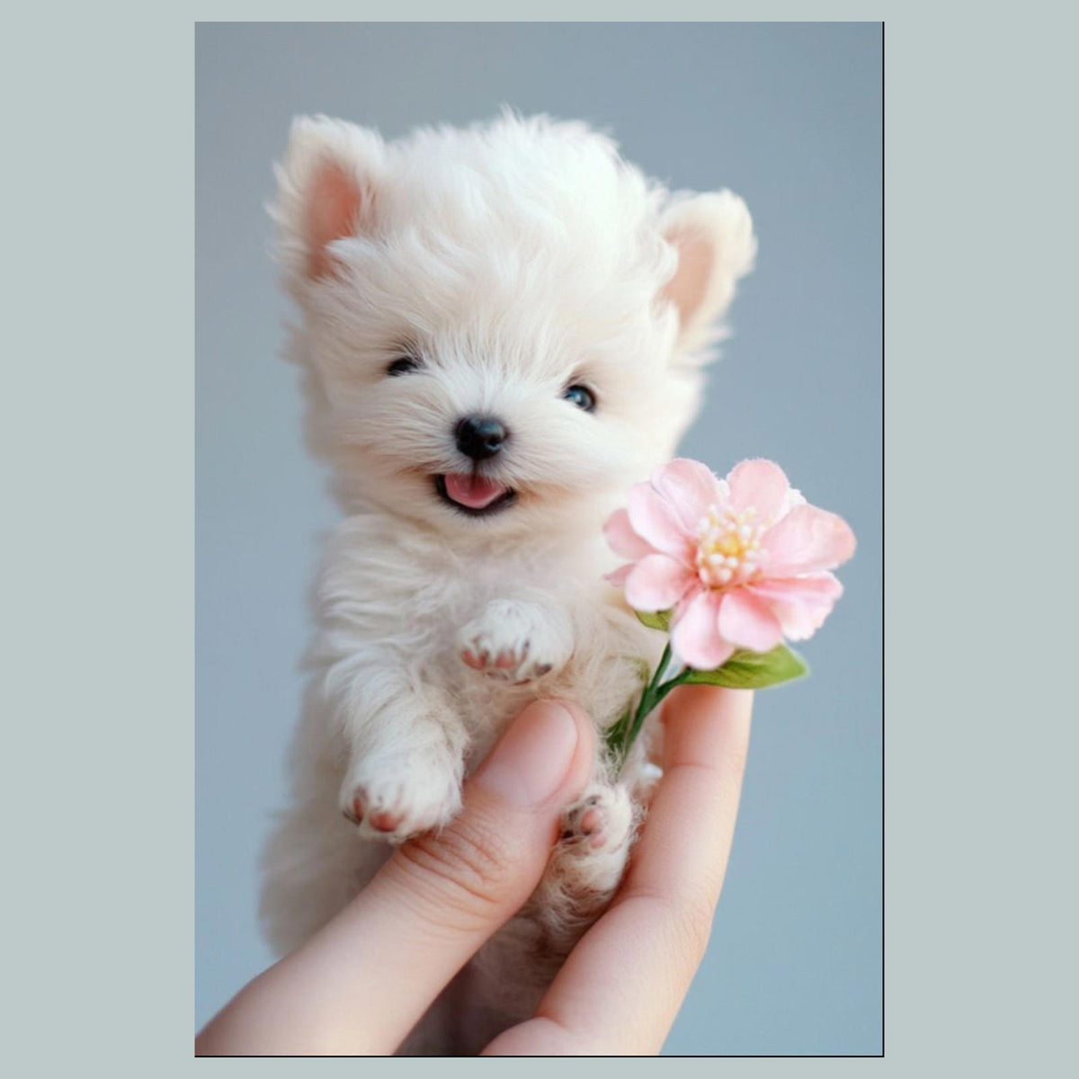 1294 White Mini Puppy 8x10 Glossy Photo - Fast-Secure Shipping MS