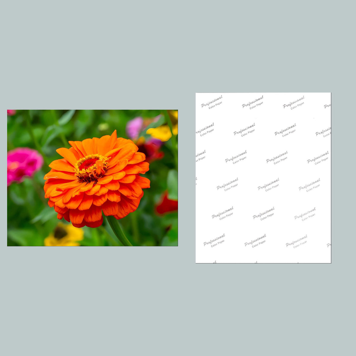 1079 P-8X10 Flowers - Zinnias 8x10 Glossy Photo - Fast-Secure Shipping MS