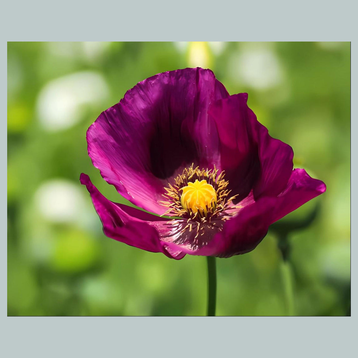 1086 P-8X10 Flowers - Poppies 8x10 Glossy Photo - Fast-Secure Shipping MS