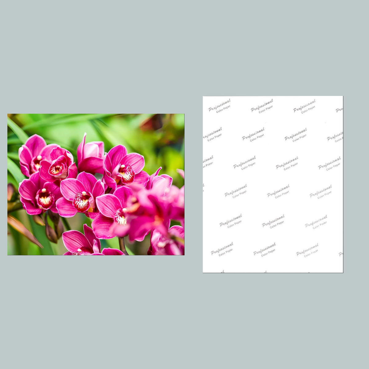 1088 P-8X10 Flowers - Orchids 8x10 Glossy Photo - Fast-Secure Shipping MS
