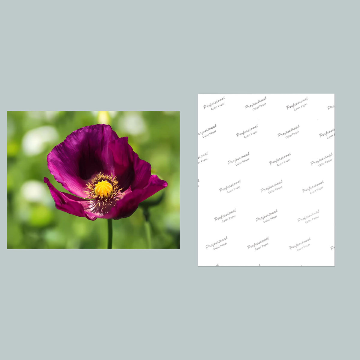 1086 P-8X10 Flowers - Poppies 8x10 Glossy Photo - Fast-Secure Shipping MS