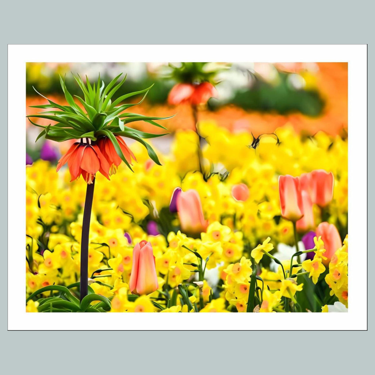 1009 P-8X10 Flowers - Crown Imperial 8x10 Glossy Photo - Fast-Secure Shipping MS
