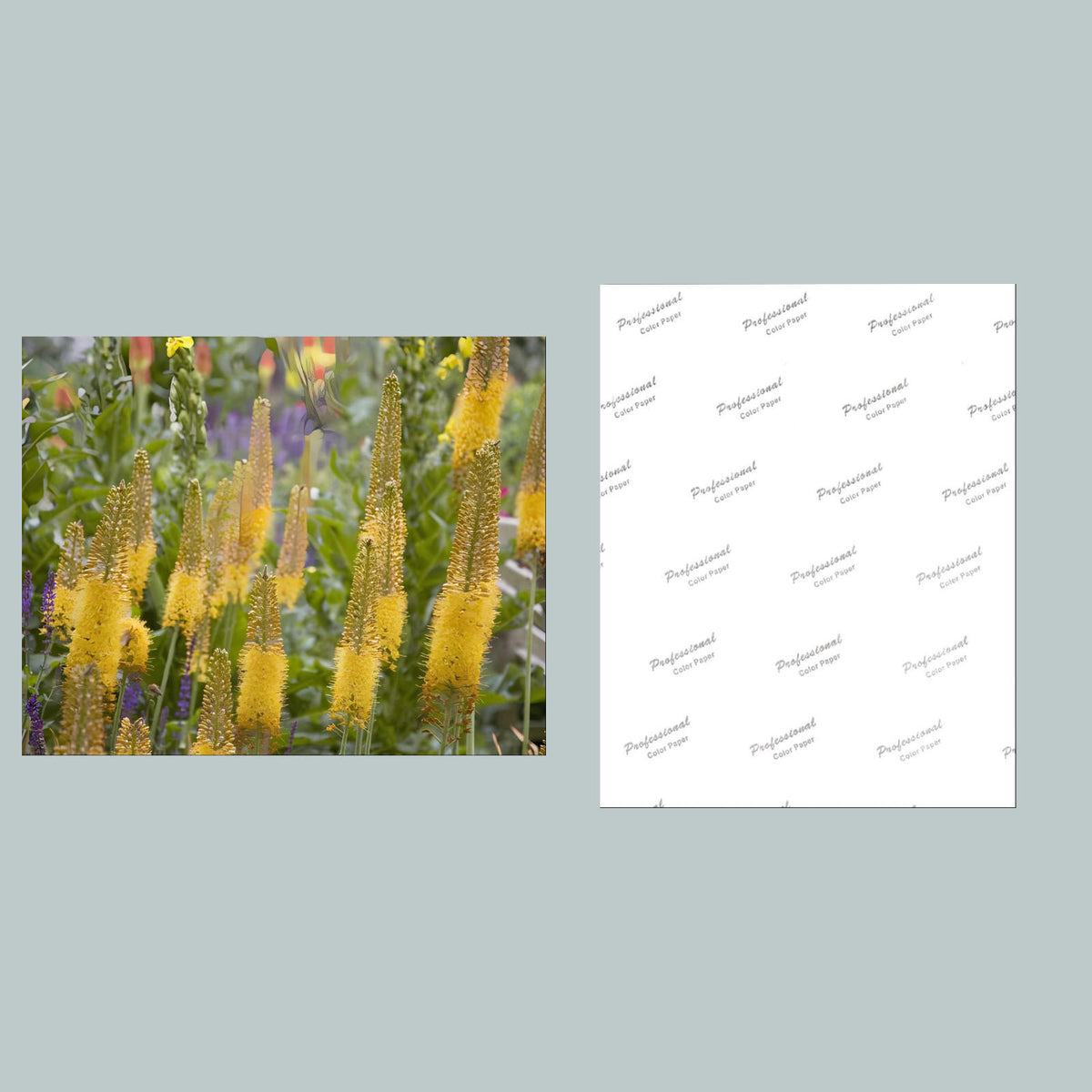 1093 P-8X10 Flowers - Foxtail Lily 8x10 Glossy Photo - Fast-Secure Shipping MS