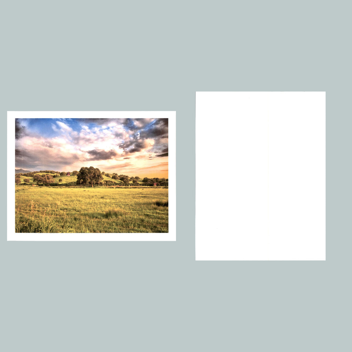 0085 P -8X10 Lets Sit Under The Old Oak tree Glossy Photo Fast Shipping