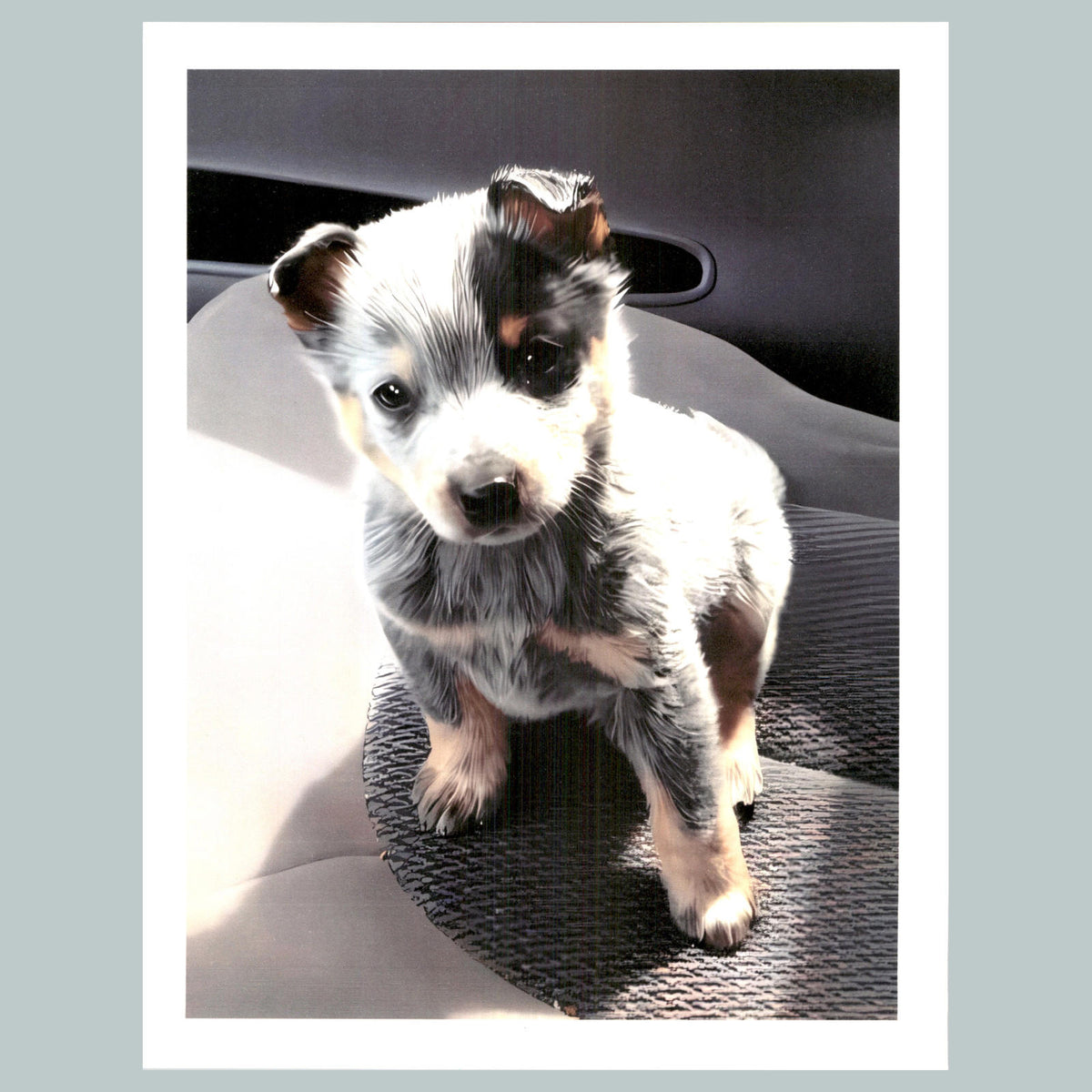 0069 P -8X10 Puppy Got Any Treats? Glossy Photo Fast-Secure Shipping