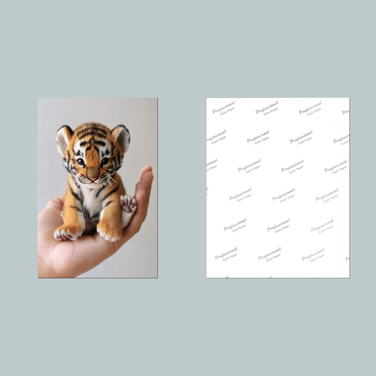 1319 Mini Tiger 8x10 Glossy Photo - Fast-Secure Shipping MS