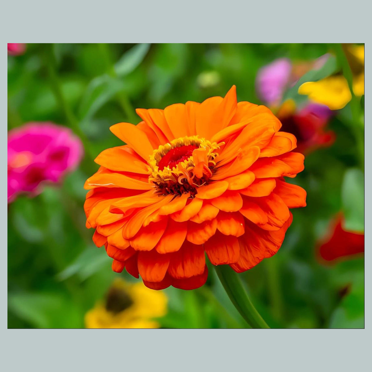 1079 P-8X10 Flowers - Zinnias 8x10 Glossy Photo - Fast-Secure Shipping MS
