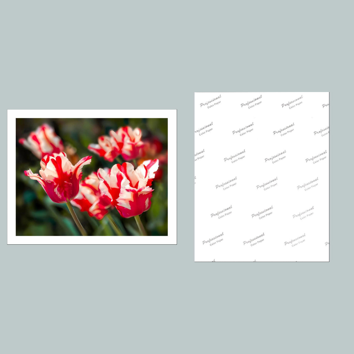 1005 P-8X10 Flowers - Parrot Tulips 8x10 Glossy Photo - Fast-Secure Shipping MS