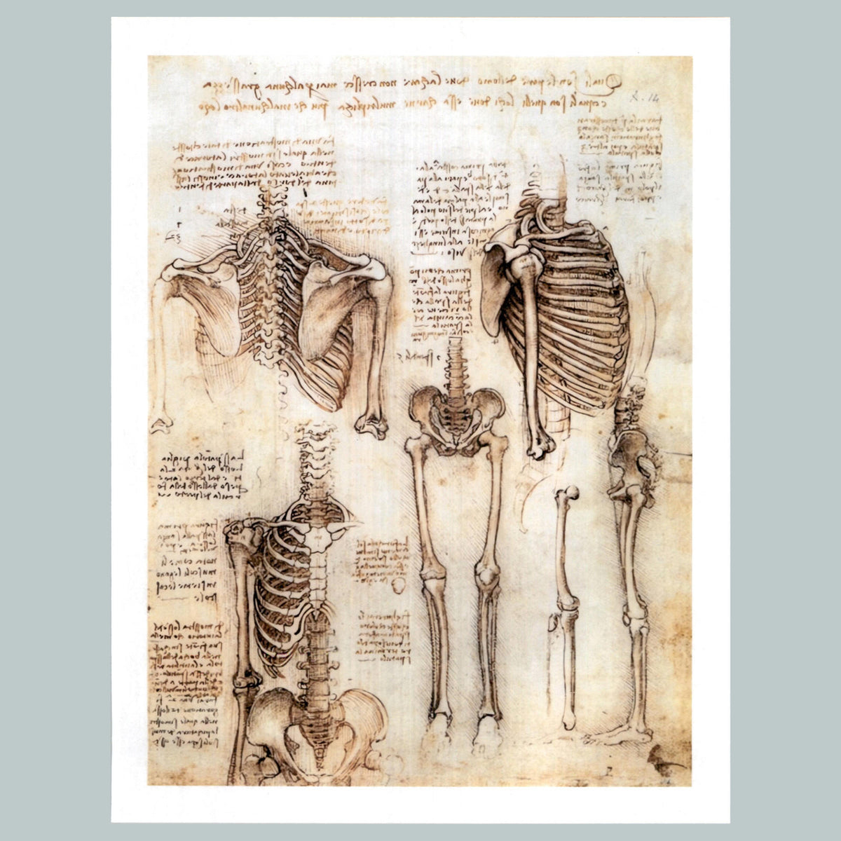 0463 P -8X10 Leonardo da Vinci Skeleton Glossy Photo Secure Ship MS