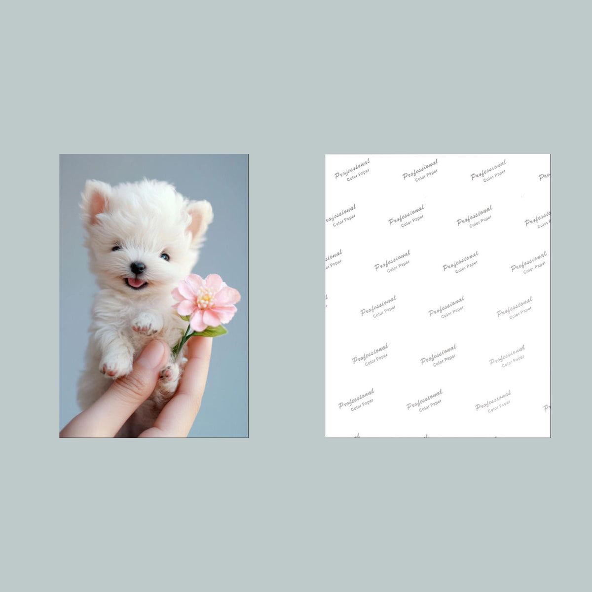 1294 White Mini Puppy 8x10 Glossy Photo - Fast-Secure Shipping MS