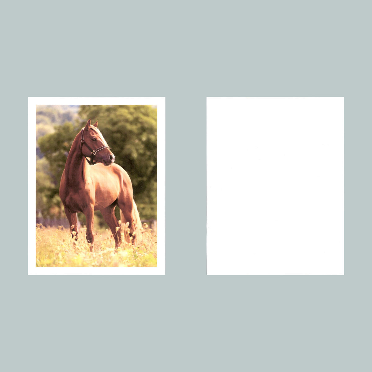 0204 P -8X10 Horse I See You Over There Glossy Photo Fast-Secure Shipping MS