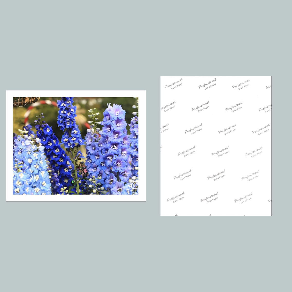 1004 P-8X10 Flowers - Delphinium 8x10 Glossy Photo - Fast-Secure Shipping MS