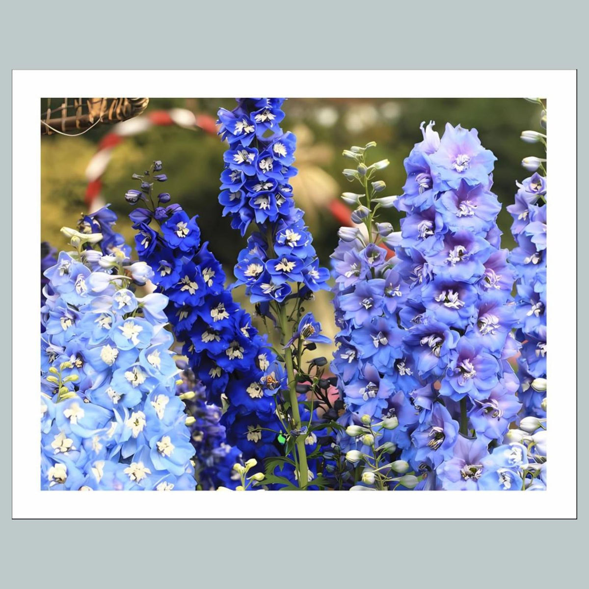 1004 P-8X10 Flowers - Delphinium 8x10 Glossy Photo - Fast-Secure Shipping MS