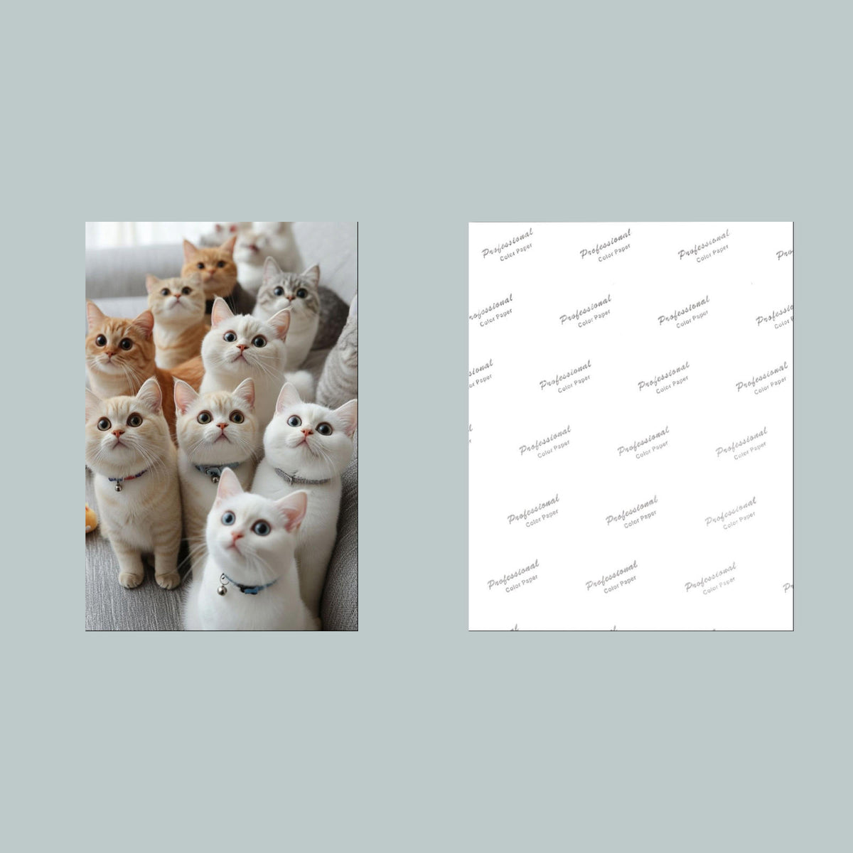 1339 Kittens Galore 8x10 Glossy Photo - Fast-Secure Shipping MS