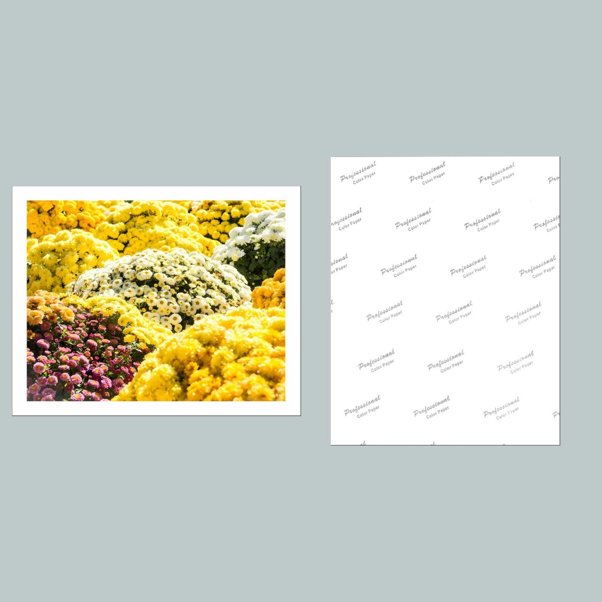 1007 P-8X10 Flowers - Chrysanthemums 8x10 Glossy Photo - Fast-Secure Shipping MS
