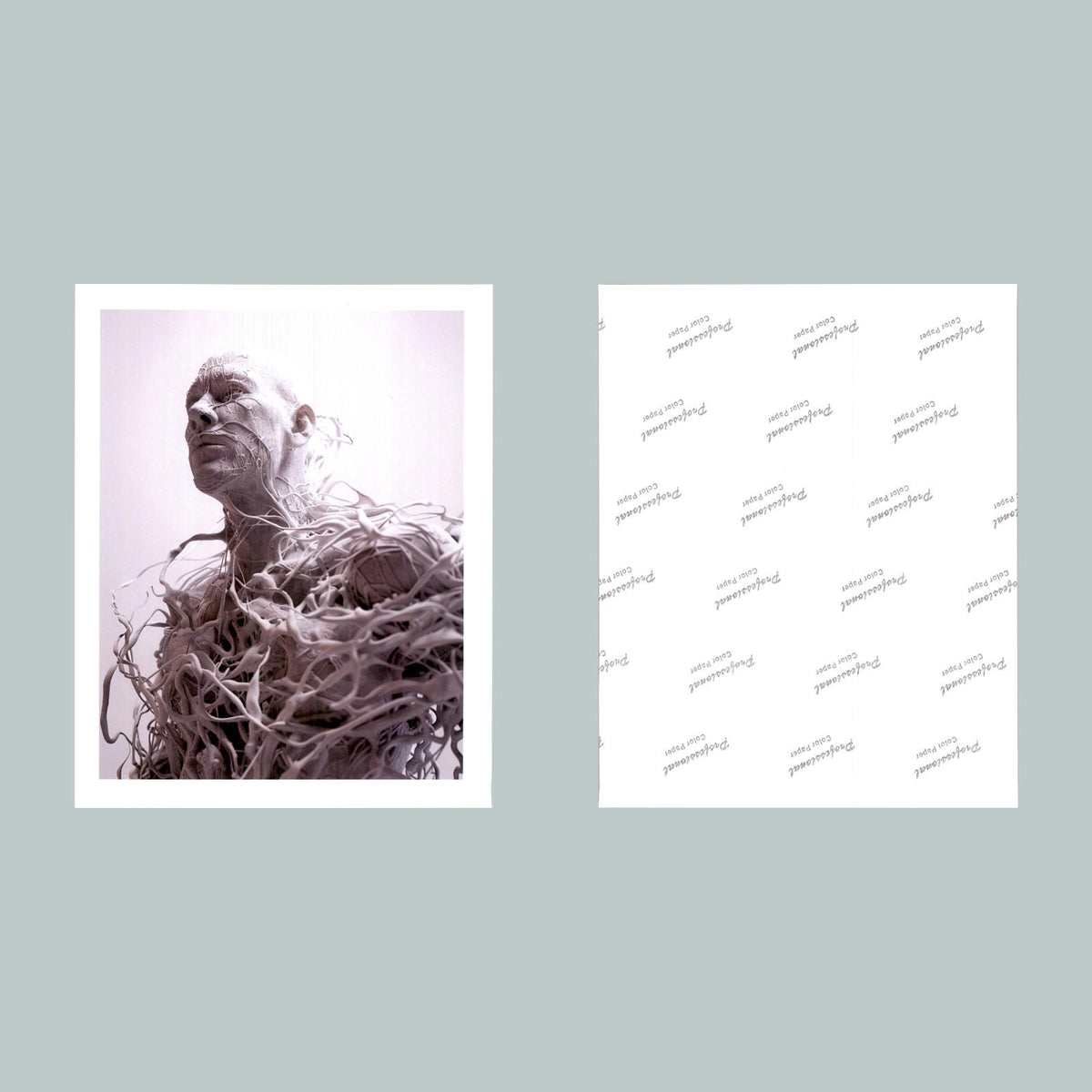 0529 P-8X10 White Bones Glossy Photo Fast-Secure Shipping MS