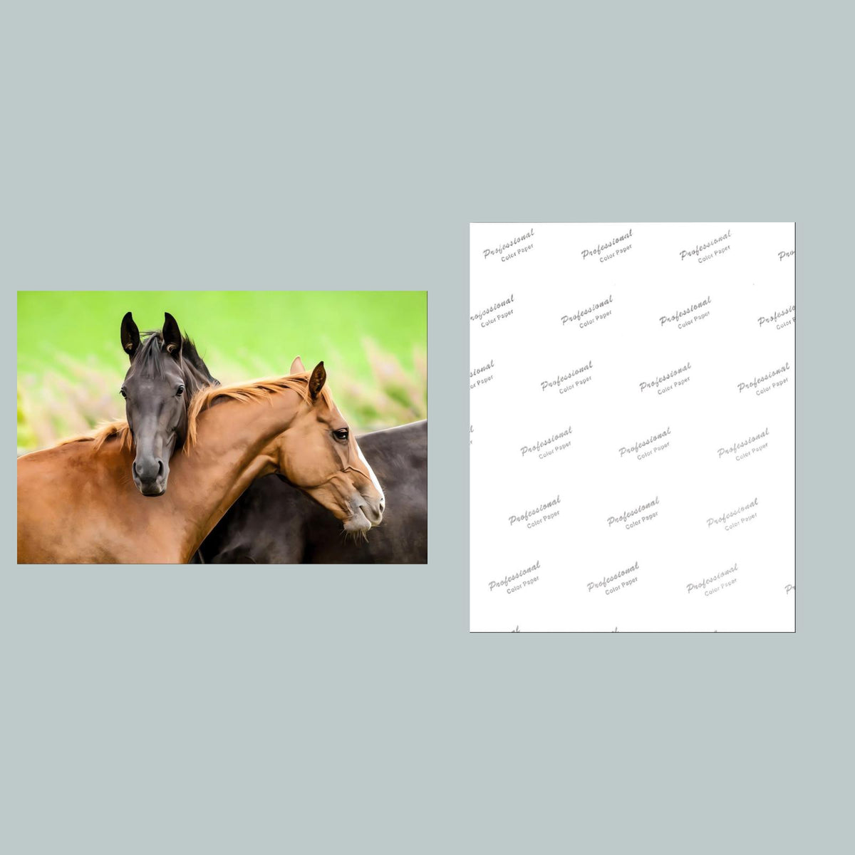 1231  2 Horses 8x10 Glossy Photo - Fast-Secure Shipping MS