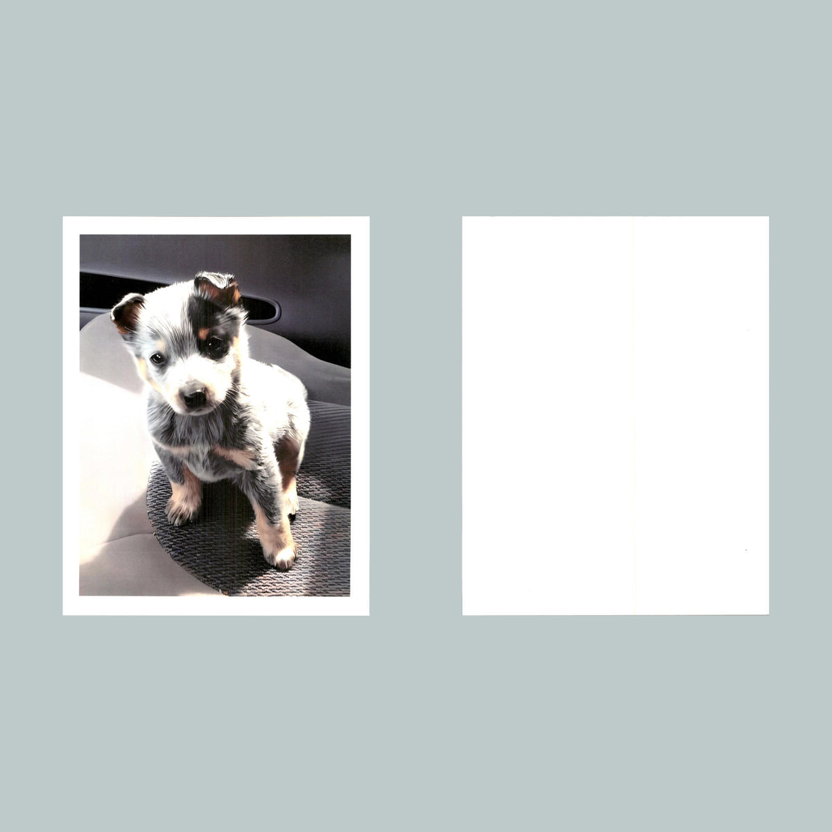 0069 P -8X10 Puppy Got Any Treats? Glossy Photo Fast-Secure Shipping