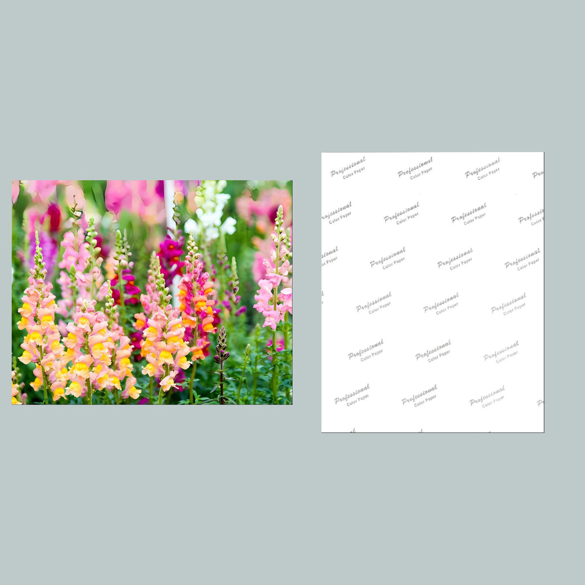 1082 P-8X10 Flowers - Snapdragons 8x10 Glossy Photo - Fast-Secure Shipping MS