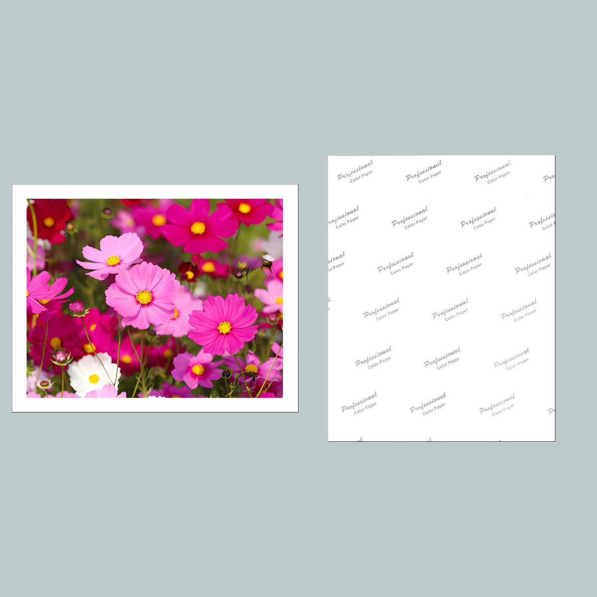 1008 P-8X10 Flowers - Cosmos 8x10 Glossy Photo - Fast-Secure Shipping MS