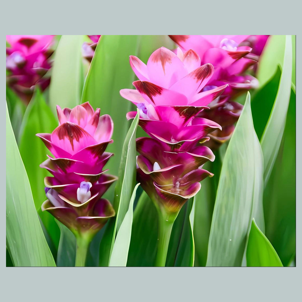 1081 P-8X10 Flowers - Summer-Tulip 8x10 Glossy Photo - Fast-Secure Shipping MS