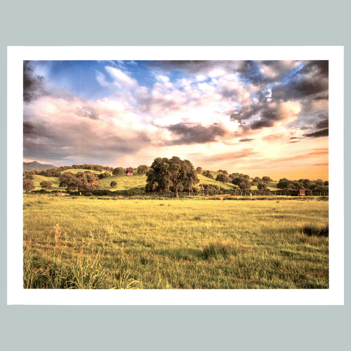 0085 P -8X10 Lets Sit Under The Old Oak tree Glossy Photo Fast Shipping