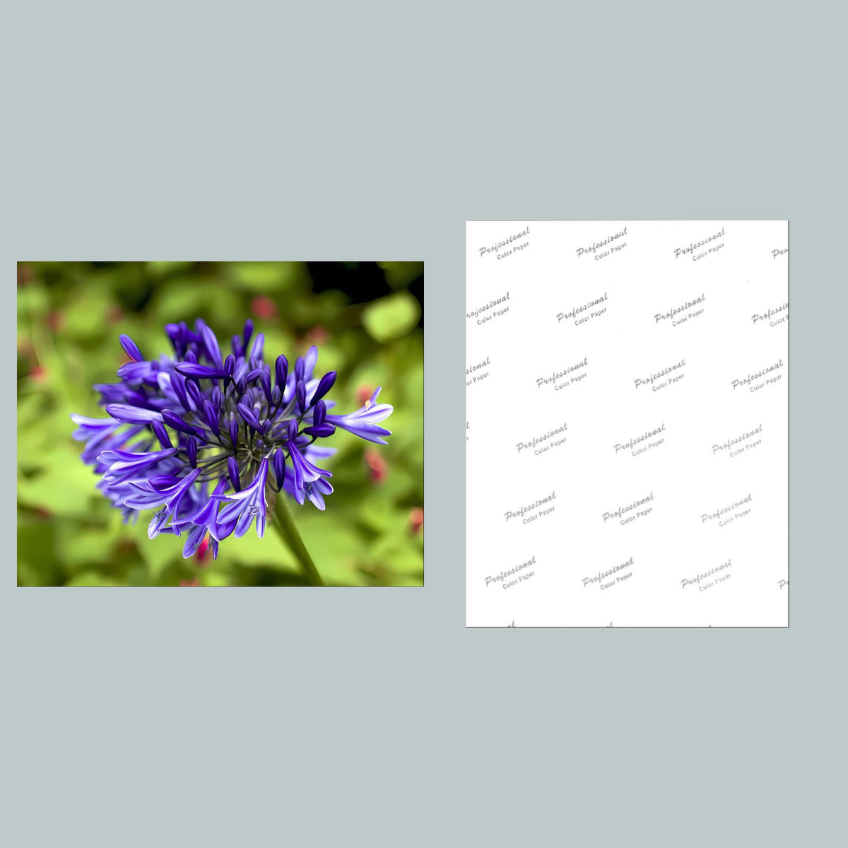 1089 P-8X10 Flowers - Lily of the Nile 8x10 Glossy Photo MS