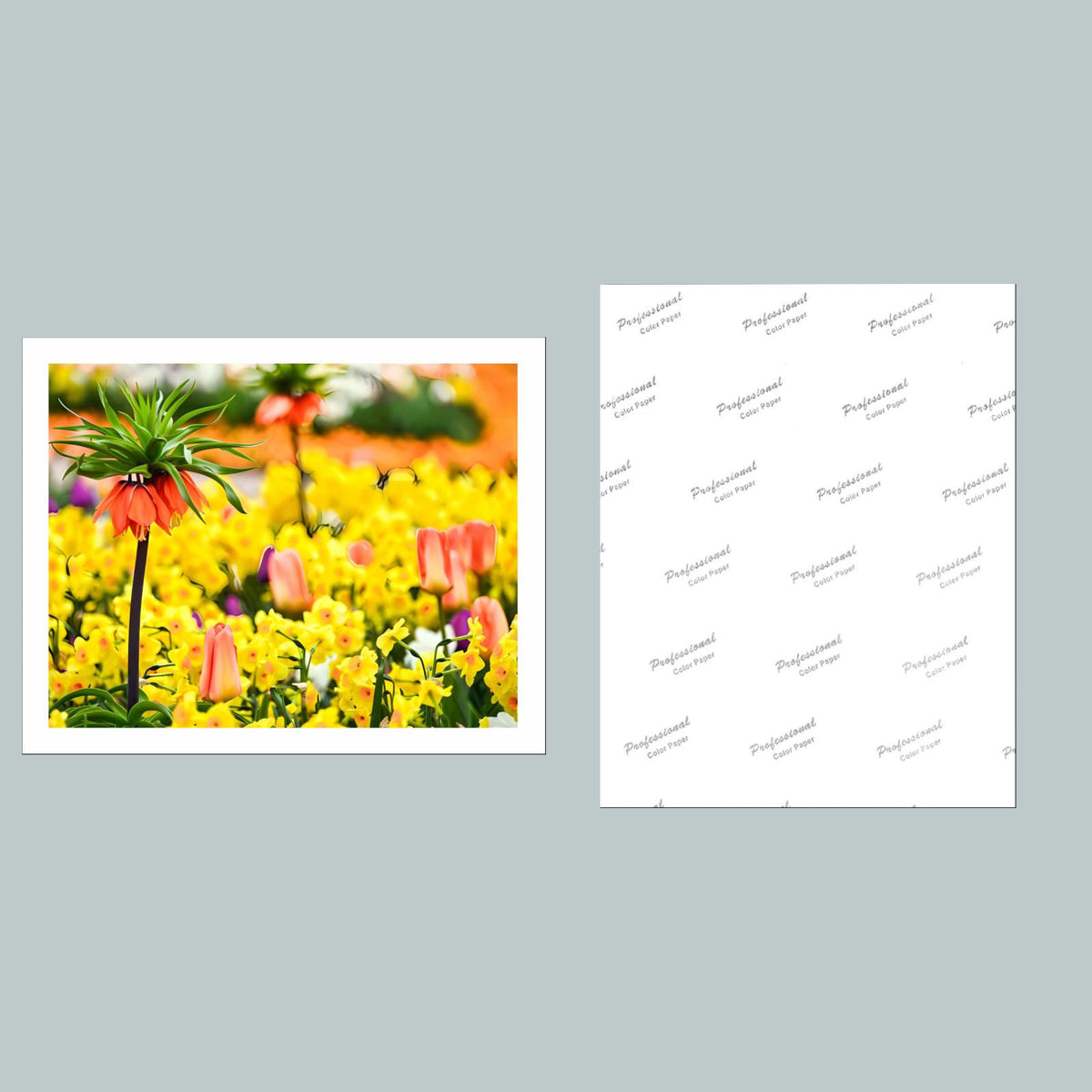 1009 P-8X10 Flowers - Crown Imperial 8x10 Glossy Photo - Fast-Secure Shipping MS