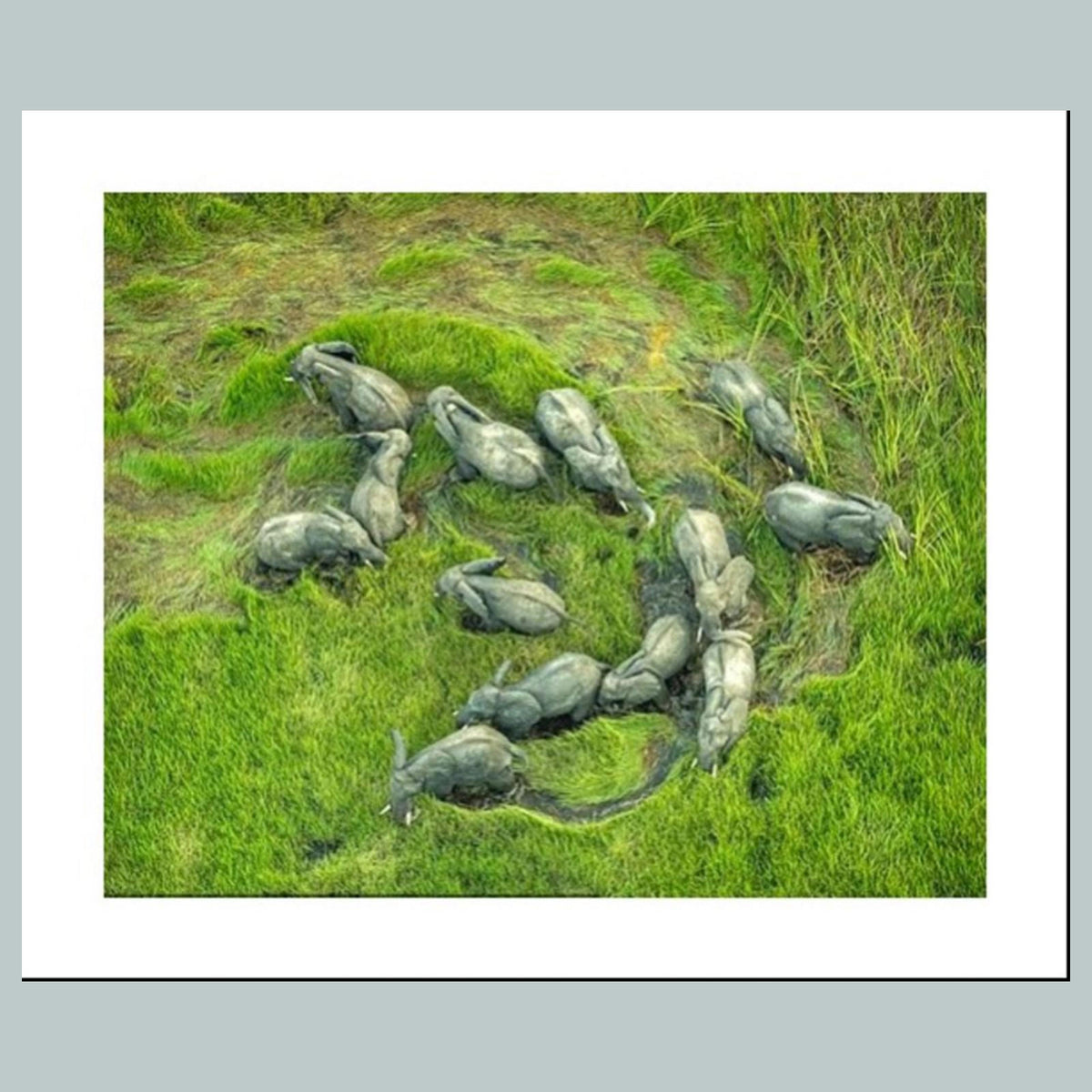1485 Herd of Elephants 8x10 Glossy Photo MS