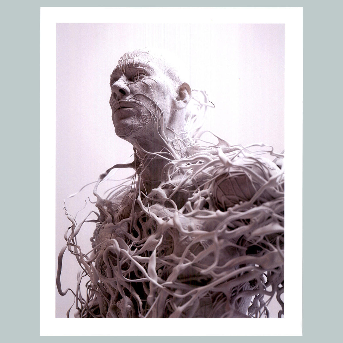 0529 P-8X10 White Bones Glossy Photo Fast-Secure Shipping MS