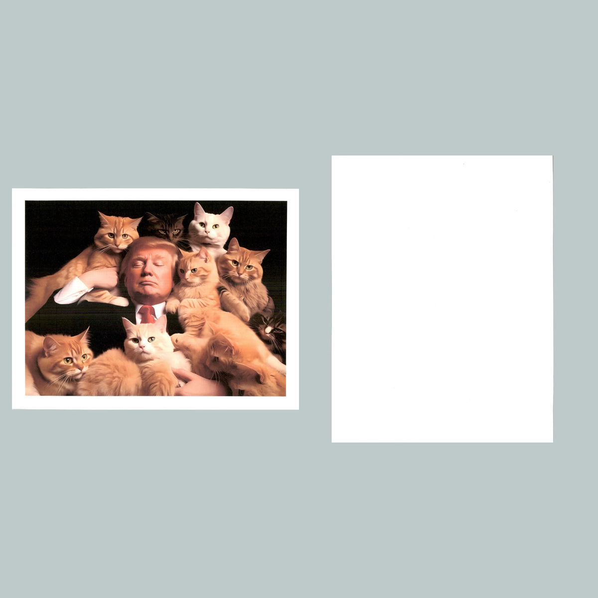 0193 P -8X10 Trump Dozing With Cats Glossy Photo Fast-Secure Shipping MS