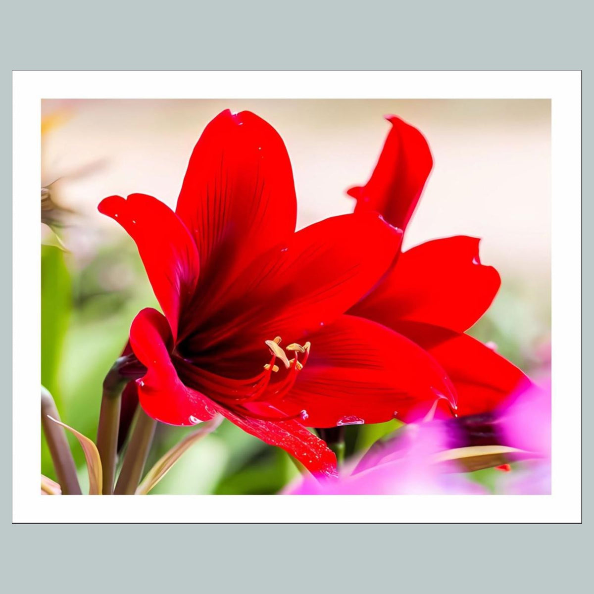 1002 P-8X10 Flowers - Amaryllis 8x10 Glossy Photo - Fast-Secure Shipping MS