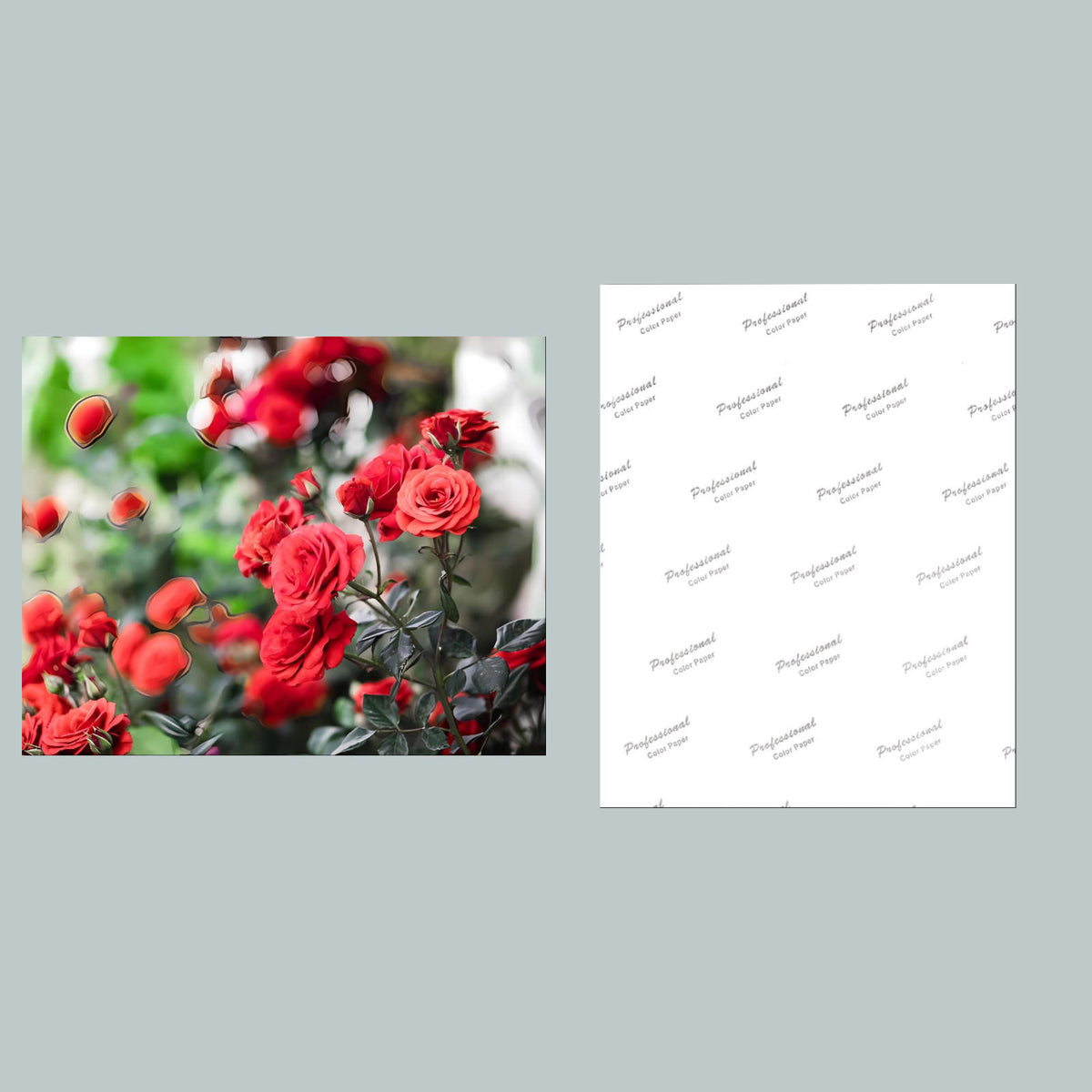 1083 P-8X10 Flowers - Roses 8x10 Glossy Photo - Fast-Secure Shipping MS
