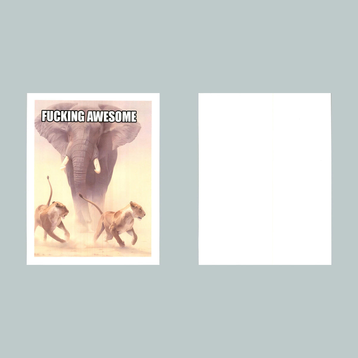 0070 P -8X10 Elephant-Get Outta My Way Glossy Photo Fast-Secure Shipping
