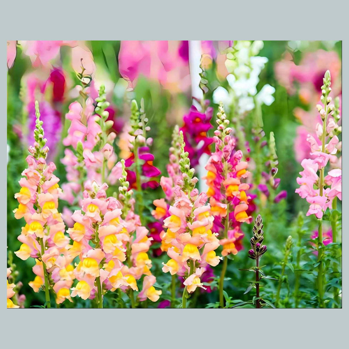 1082 P-8X10 Flowers - Snapdragons 8x10 Glossy Photo - Fast-Secure Shipping MS